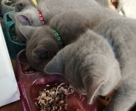 Prodám britská modrá koťata bez PP