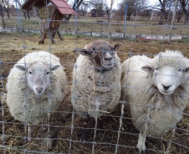 Prodám ovce a berana Suffolk